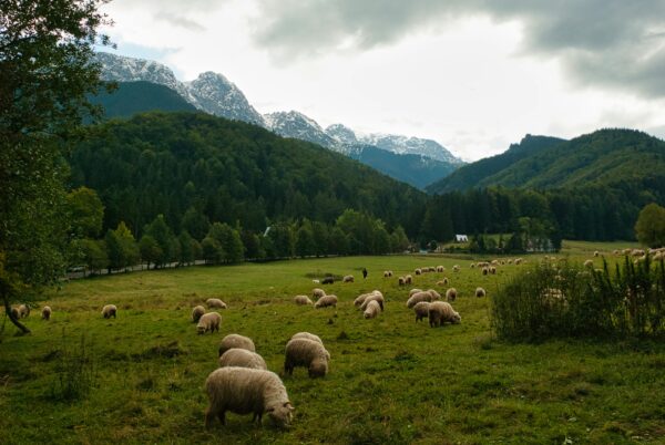 Zakopane Ogólna - obrazek 4